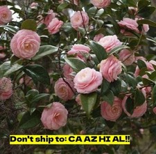 Garden Pink Perfection Camellia in 3 Gal Pot Outdoor Live Plant Ready to Plant picture