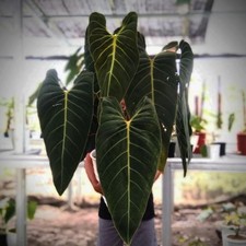 Philodendron Live Plant, Rare Tropical Houseplant, 5-9 Inch Tall picture