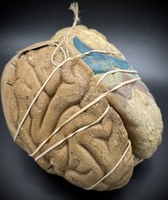 Antique Flexible Rubber Human Brain Anatomical Teaching Model Medical Oddities picture