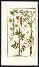 Antique Flora Print-SIUM NINSI-SISARUM-SKIRRET-CRUMMOCK-Zorn-1796 picture