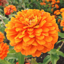 Orange King Zinnia Seeds | Giant 5