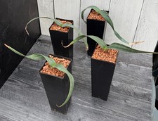 Welwitschia mirabilis (larger size) picture