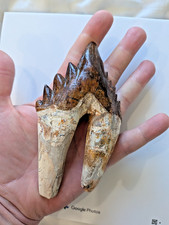 HUGE Basilosaurus tooth, 5.5