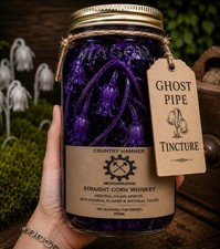 Ghost Pipe Tincture | 1 YearAged | 25oz Mason Jar | Whole Plant | Appalachian picture