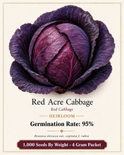 1,000 Heirloom Red Acre Cabbage Seeds Classic Purple Cabbage Crisp&Tender NonGMO picture