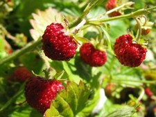 Alpine Strawberry Fragaria Vesca fast growing 100+ seeds  picture