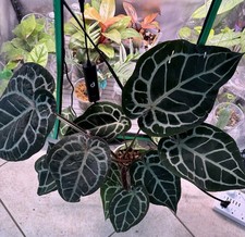 Massive Show-stopping Anthurium Docblock Michelle — RARE picture