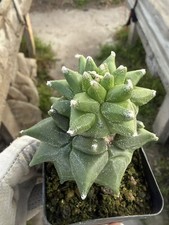 Multiple heads Astrophytum myriostygma 'Kikko'  SeedGrown Plants WYSIWYG picture