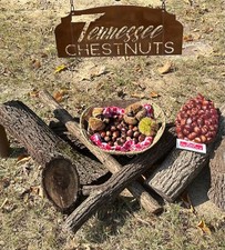 3 pounds Fresh Tennessee Chestnuts/ Chestnut Seed Nuts / Dunstan picture