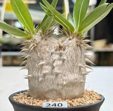 1pc Pot 9cm RareSucculent Plant Pachypodium eburneum OwnRoot WYSIWYG Boutique picture