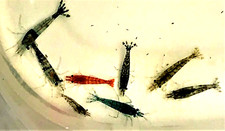 10 (+2) Assorted Live Freshwater Shrimp - Neocaridina - Home Tank Raised - VIDEO picture