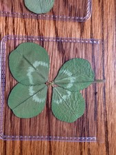 🍀RARE REAL 4 Leaf Clover 🍀 Hand picked - GREAT Gift - LUCKY 🤩 picture