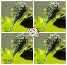 Pack Of 5 Hillstream Loach - Top Quality - USA Seller picture
