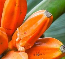 Musa johnsii - Honey banana banana silvestre from new papua * Very Rare * picture