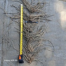 Ten Extra Large 3rd YEAR ASPARAGUS ROOTS/CROWNS picture