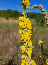 Mullein Seeds, 1,000+ Seeds, Verbascum Thapsus, Common Mullein - Medicinal, Tea picture