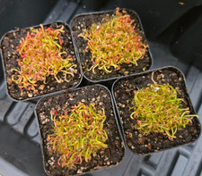Darlingtonia Californica Cobra Lily Carnivorous Plant SEEDLINGS picture