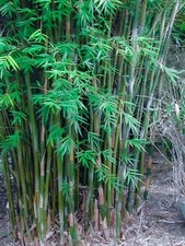 Golden Fishpole Bamboo Live Rhizome Bare Root Plant Not Seed Spreads Quickly picture