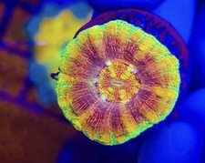 Button Scoly Coral WYSIWYG  Live Coral picture