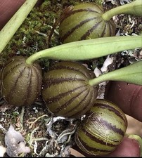 Bulbophyllum refractum Rare Miniature Species Orchid Established Plant picture