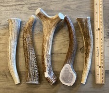 LARGE Elk/Deer Antler Premium Dog Chew (1pc) **OREGON ANTLER WORKS** picture