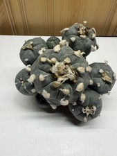 Rare cactus succulent button multi head cluster cesp picture