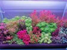 live aquarium plants 28 Stems Live Aquarium Plants PackAge Gorgeous picture