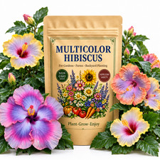 30 Multicolor Hibiscus Seeds - Garden Flowers for Home Planting Pollinator Beds picture
