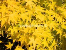 Rare Japanese maple cultivar 10yr 'Summer Gold' picture