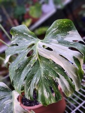 Rare Variegated Monstera 'Starlight'  Already Fenestrated #5 picture