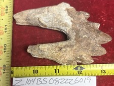 4 1/4” Basilosaurus Tooth 40-34 Mil Yrs Old Late Eocene picture