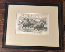 1868 Lord Derby Zoological Litho Print; Hippos; Rhinos; Tapir; 12”x14.5” Frame picture