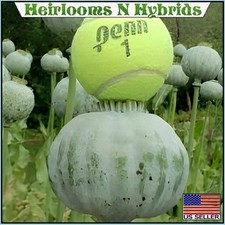 5,000 The Giant Rattler Papavear Somniferum Giganteum Poppy Seeds For Planting picture