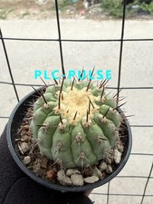 5-6cm Copiapoa cinerea RareSucculent plants cactus garden plant picture