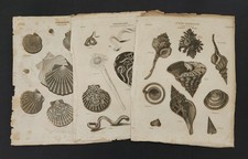1810s antique CONCHOLOGY SEA SHELLS 3pc orig ENGRAVING rees's encyclopedia  picture