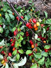 Goumi Berry Tree Seeds Elaeagnus multiflora Rare Hardy Cherry Silverberry Fruit picture