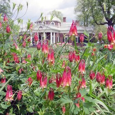 101+EASTERN RED COLUMBINE Seeds Perennial Native Wildflower Shade Flower Garden picture