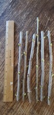 THAI DWARF MULBERRY - CUTTINGS (5) picture