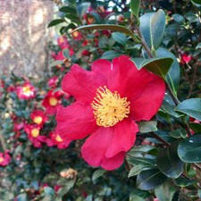 Yuletide Camellia picture