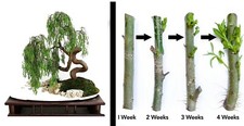 2 DRAGON BONSAI CUTTING STARTS Weeping Willow Tree Cutting Thick Trunk Dwarf picture