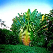 TRAVELERS PALM TREE 5 SEEDS (Ravenala madagascariensis) Bird of Paradise Plant picture