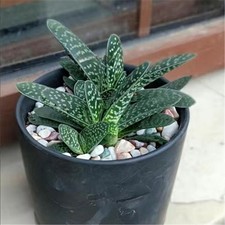 Gasteria Gracilis Gasteria Glomerata Succulent Cactus Plant picture