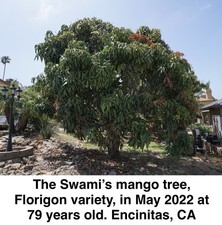 MOST SUCCESSFUL CALIFORNIA GROWN MANGO FRUIT TREE VARIETY - Polyembryonic Clone picture