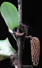 Rare Bulbophyllum beccarii One of the Largest Bulbophyllum Species Orchid picture