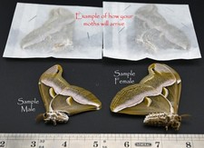 CYNTHIA MOTH PAIR MALE AND FEMALE  A+++ QUALITY   (UNMOUNTED SPECIMENS) picture