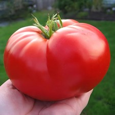 100 Heirloom Giant Red Beefsteak Tomato Seeds - Indeterminate - Up to 4LBs picture