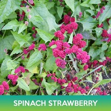 Spinach Strawberry Seeds, Chenopodium capitatum picture