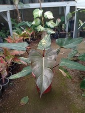 Real Picture Philodendron Dark Lord Variegated 8 Leaves picture