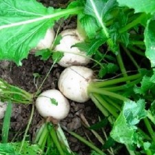 Seven Top Turnip Seeds | NON GMO Turnip Seeds | Fresh Heirloom Garden Seeds picture
