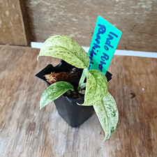 rhaphidophora puberula indo variegated exact plant  picture